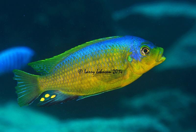 Petrotilapia flaviventris 'Chizumulu Island'